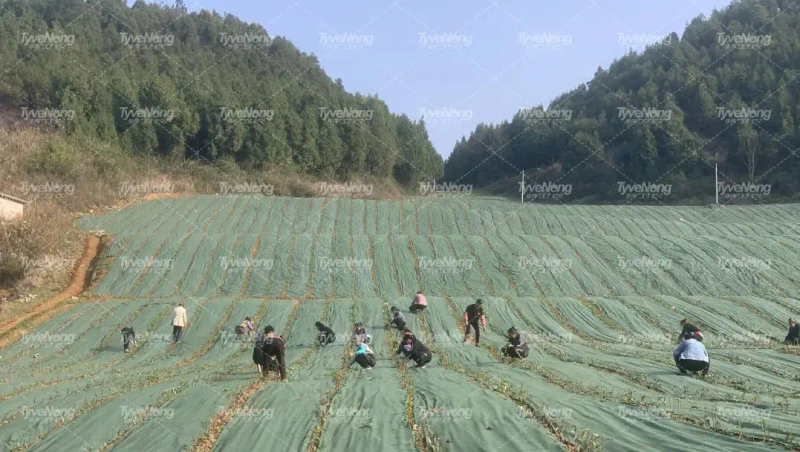 现在种植什么果树最赚钱