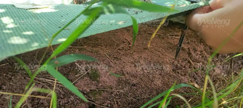 现在种植什么果树最赚钱