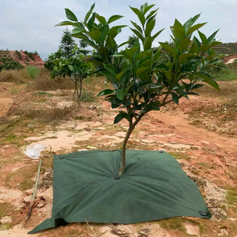 现在种植什么果树最赚钱