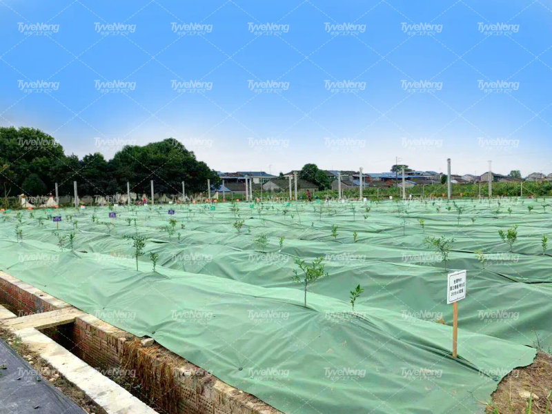 现在种植什么果树最赚钱