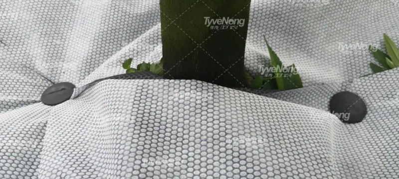 现在种植什么果树最赚钱