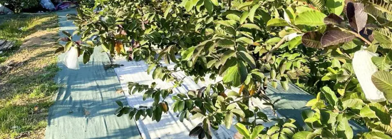 现在种植什么果树最赚钱