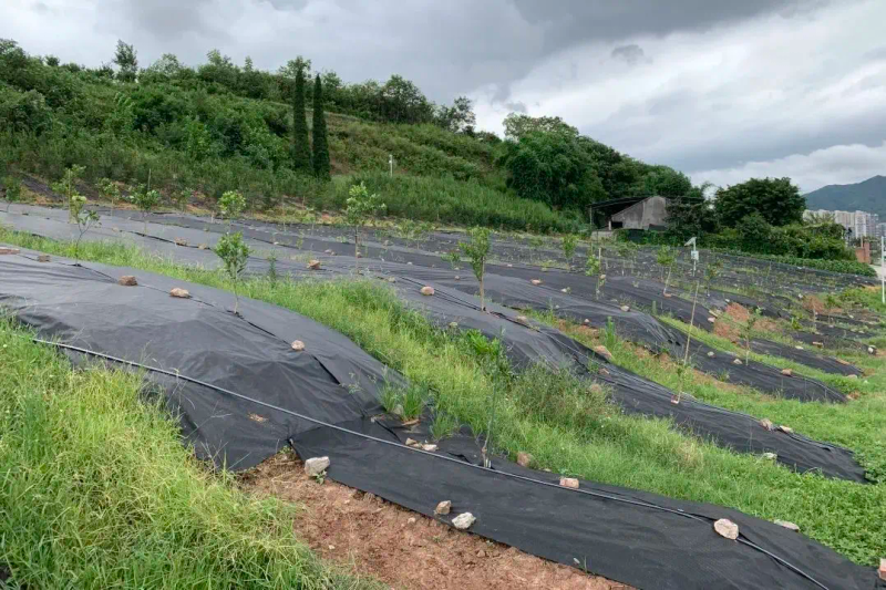 现在种植什么果树最赚钱