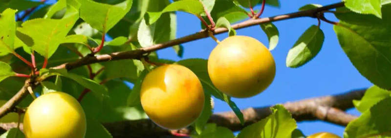 现在种植什么果树最赚钱