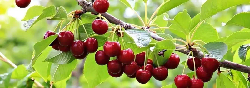 现在种植什么果树最赚钱