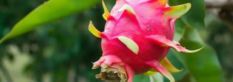 现在种植什么果树最赚钱