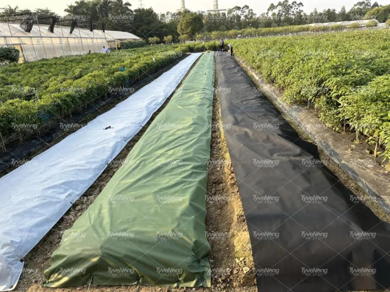 现在种植什么果树最赚钱