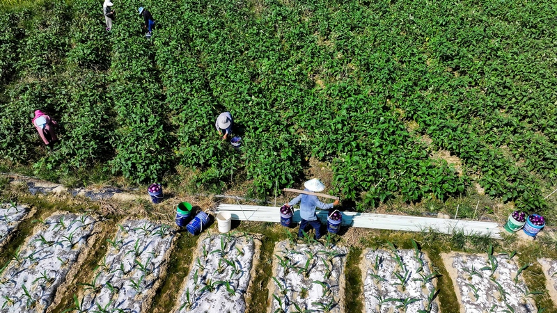青瓜种植技术视频