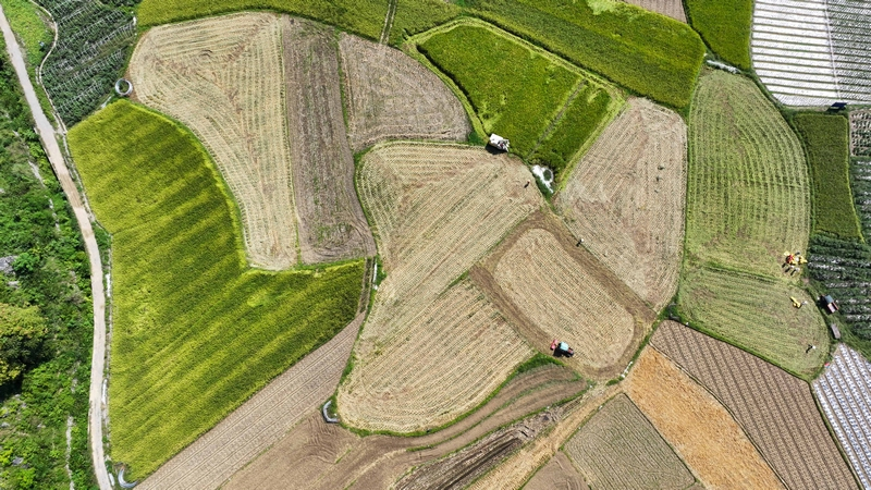 青瓜种植技术视频