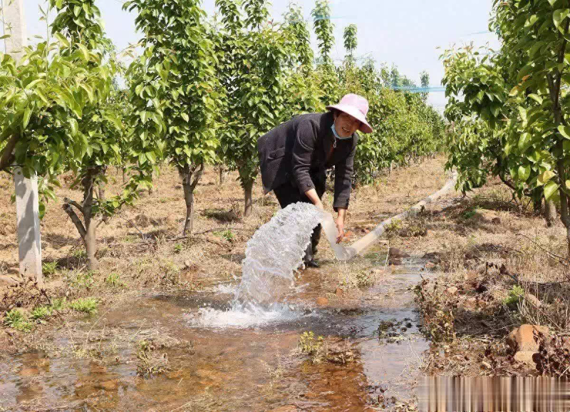 苹果树的种植方法