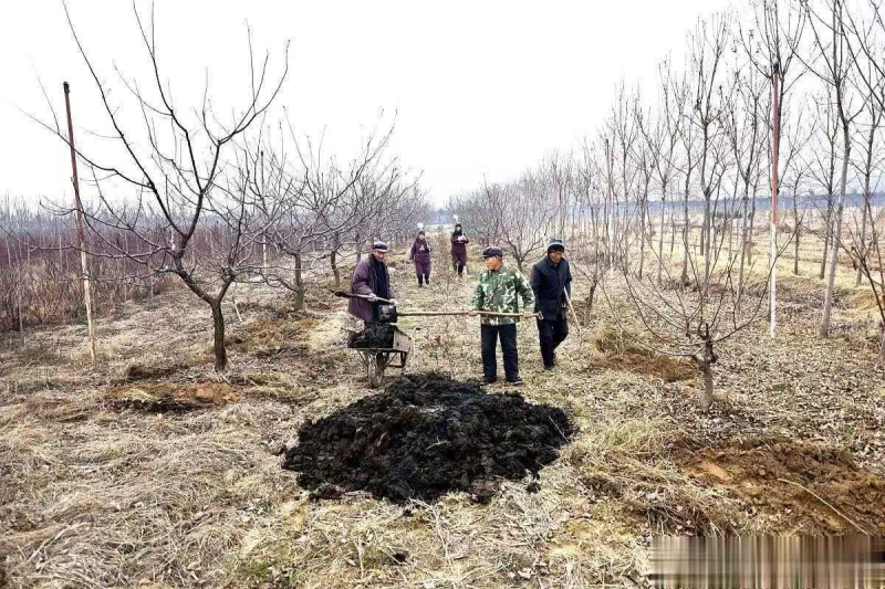 苹果树的种植方法