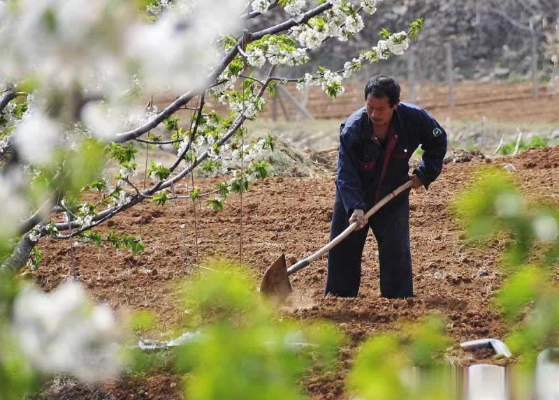 苹果树的种植方法
