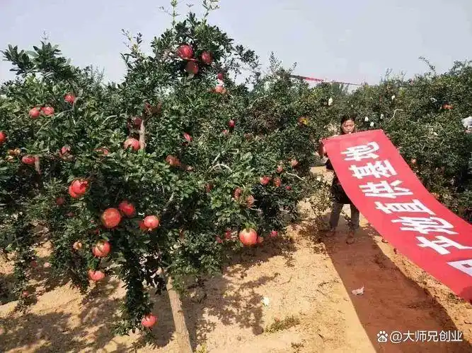 现在种植什么果树最赚钱
