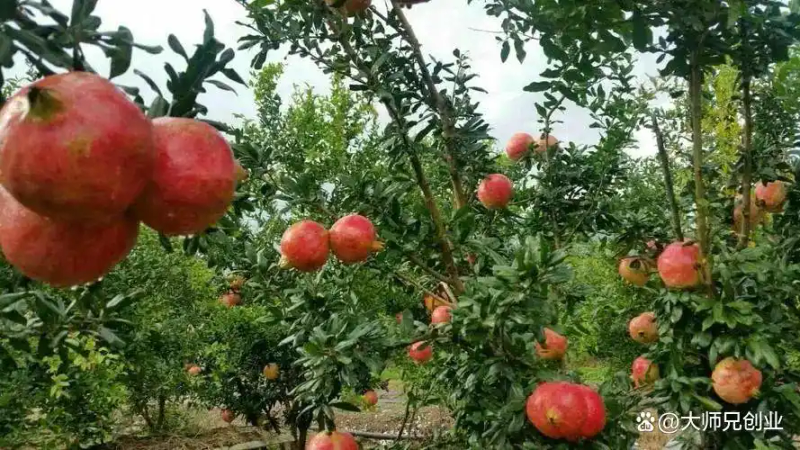 现在种植什么果树最赚钱