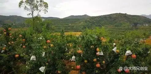 现在种植什么果树最赚钱