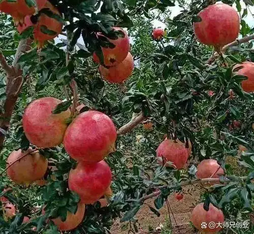 现在种植什么果树最赚钱