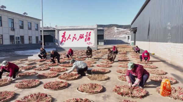 土党参的种植方法