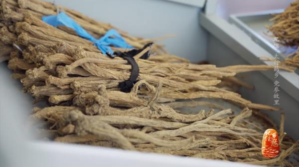 土党参的种植方法