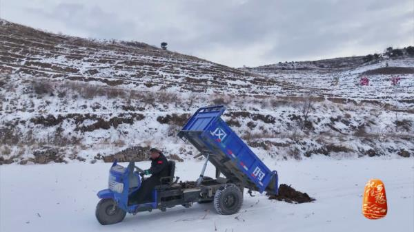 土党参的种植方法