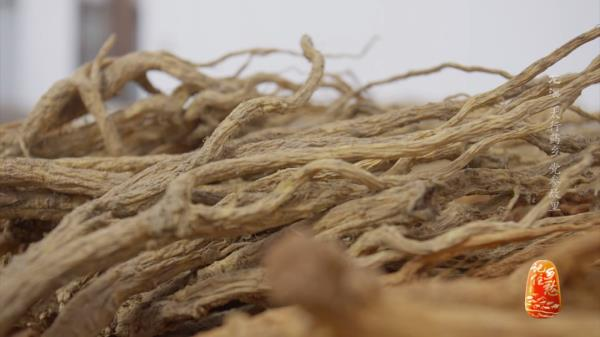 土党参的种植方法