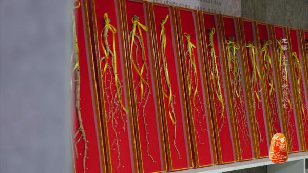 土党参的种植方法