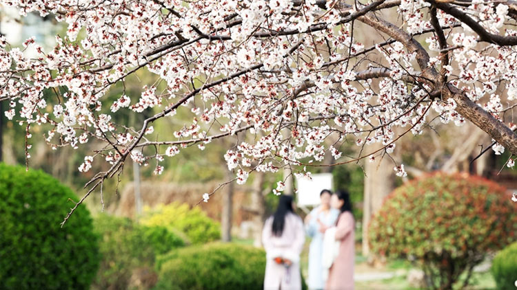 土党参的种植方法