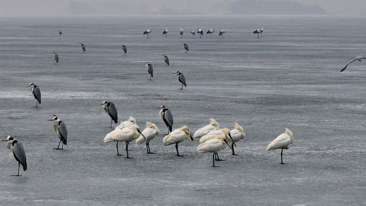 土党参的种植方法
