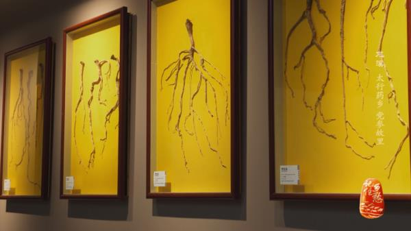 土党参的种植方法