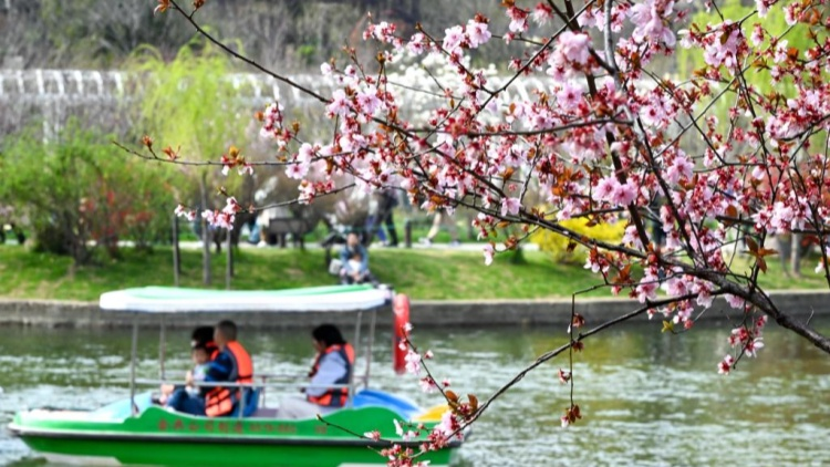 土党参的种植方法