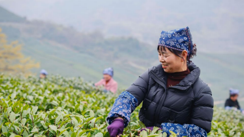 土党参的种植方法