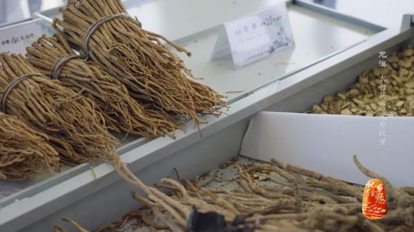 土党参的种植方法