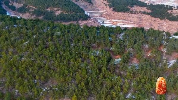 土党参的种植方法