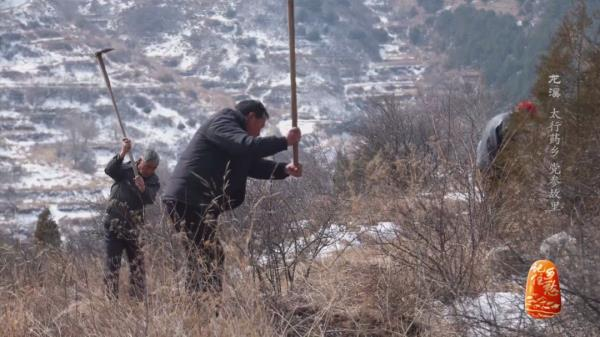 土党参的种植方法