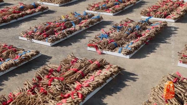 土党参的种植方法