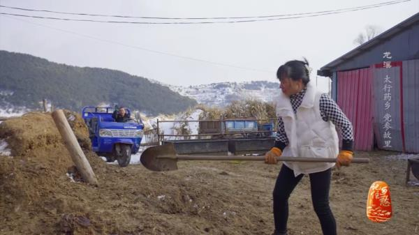 土党参的种植方法