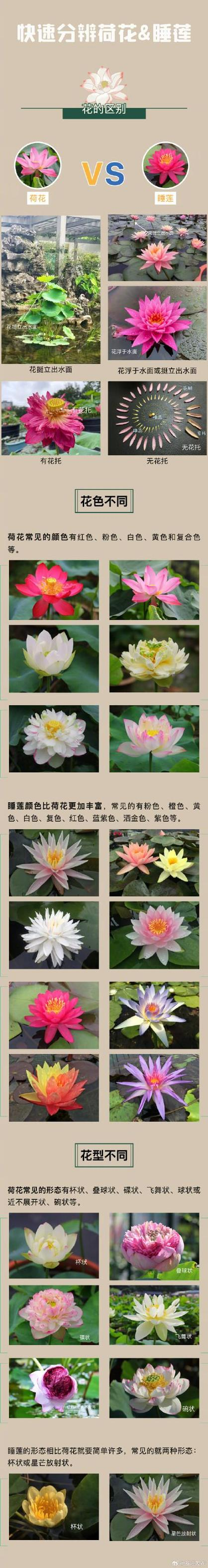 Technology for the cultivation of flowers