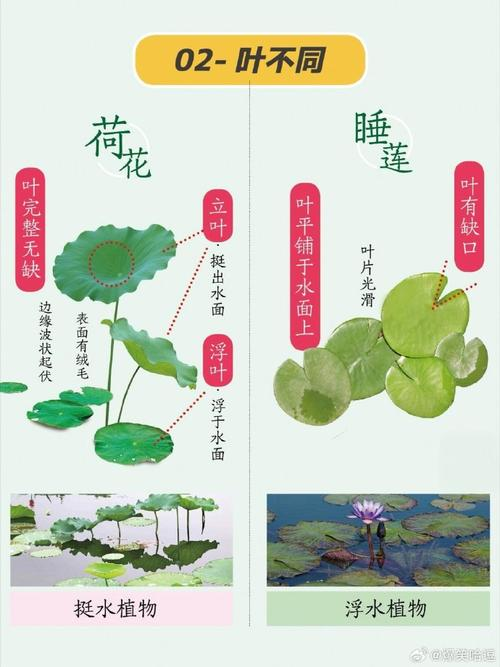 Technology for the cultivation of flowers