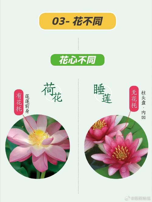 Technology for the cultivation of flowers