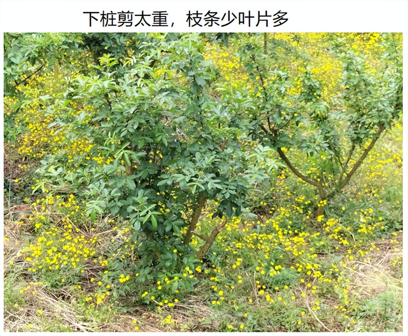 花椒的种植方法