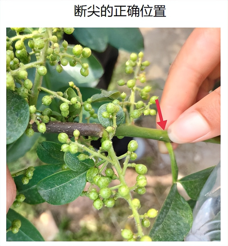 花椒的种植方法