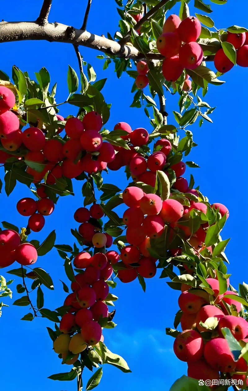 现在种植什么果树最赚钱