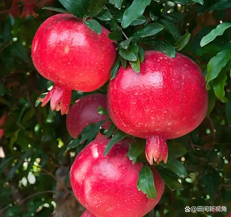 现在种植什么果树最赚钱