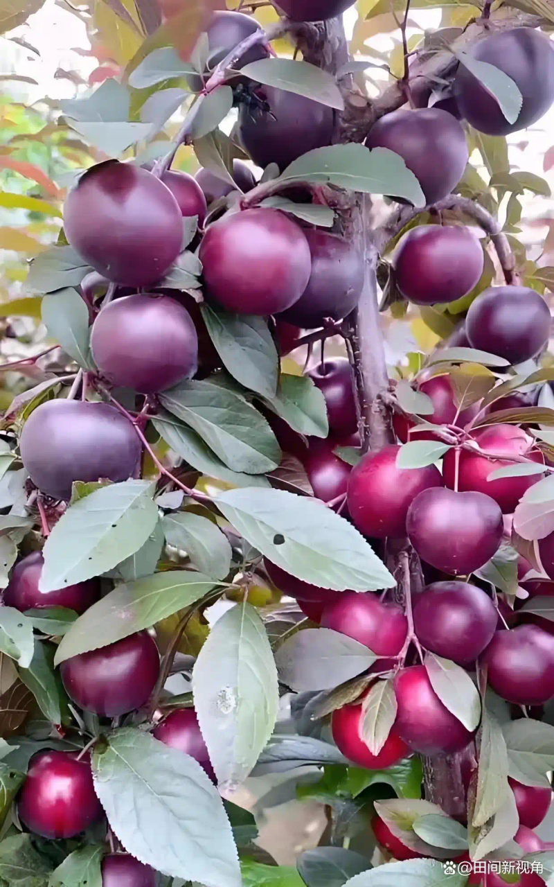 现在种植什么果树最赚钱