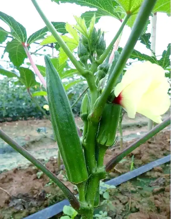 黄秋葵的种植方法 内蒙古