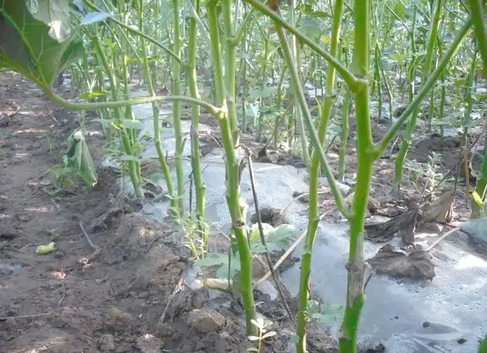黄秋葵的种植方法 内蒙古