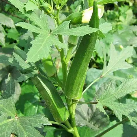 黄秋葵的种植方法 内蒙古