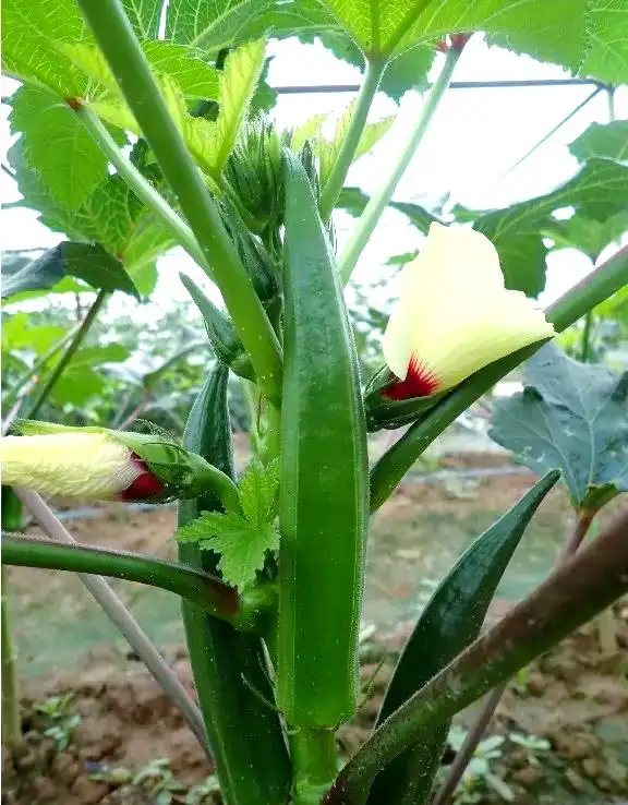 黄秋葵的种植方法 内蒙古