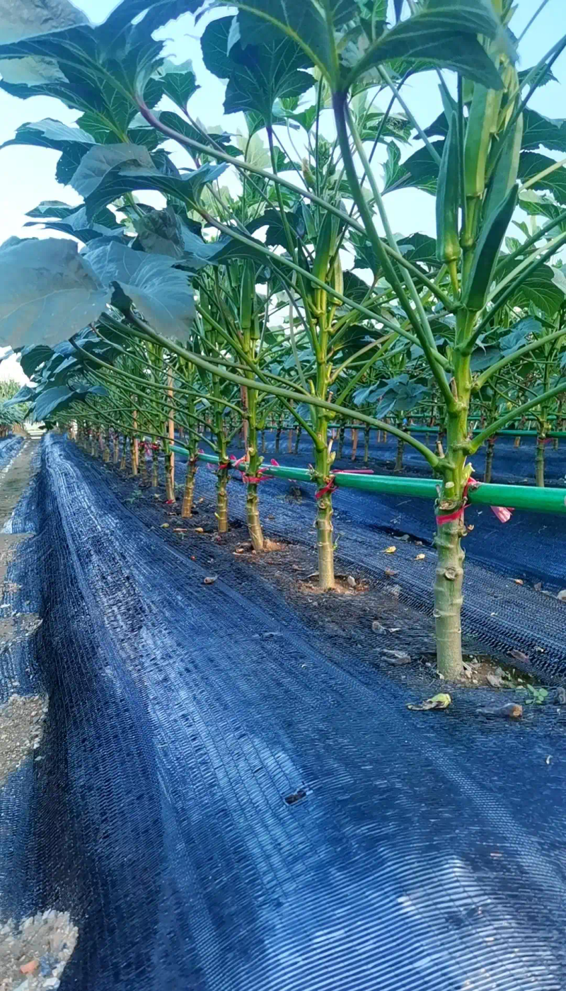 黄秋葵的种植方法 内蒙古