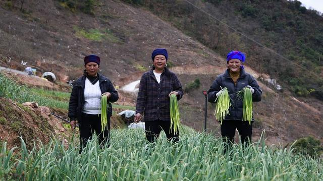 紫皮大蒜种植技术视频