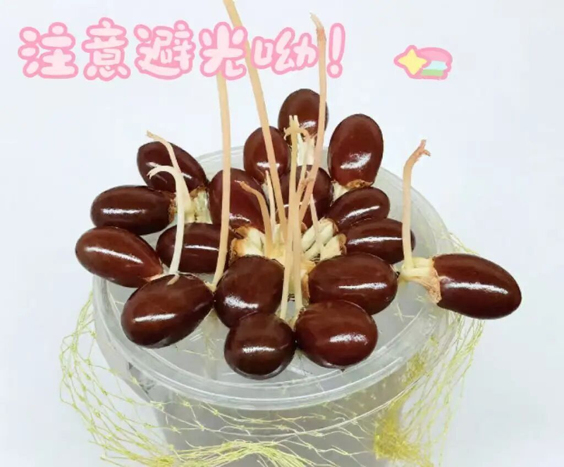 Various fruit seed-planting methods